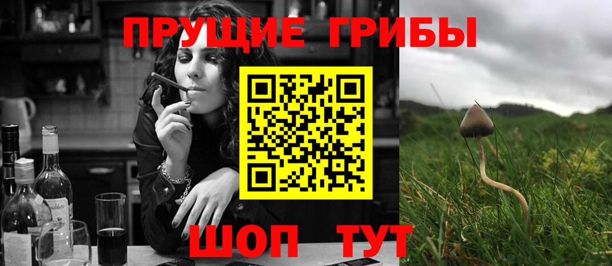 Галлюциногенные грибы Psilocybine cubensis Ставрополь